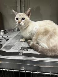 Shelter Stray Female Cat last seen Near BLOCK SAUNDERS, 4710 TX-151, San Antonio, TX 78227, USA