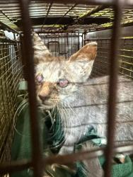Shelter Stray Male Cat last seen LOUIS PASTEUR, 4710 TX-151, San Antonio, TX 78227, USA
