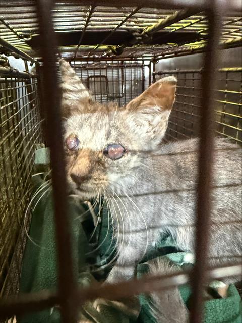Shelter Stray Male Cat last seen LOUIS PASTEUR, 4710 TX-151, San Antonio, TX 78227, USA