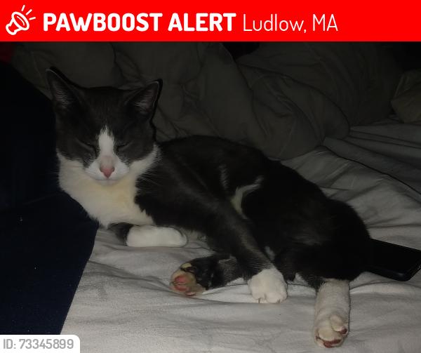 Lost Male Cat last seen Harlan and East, Ludlow, MA 01056