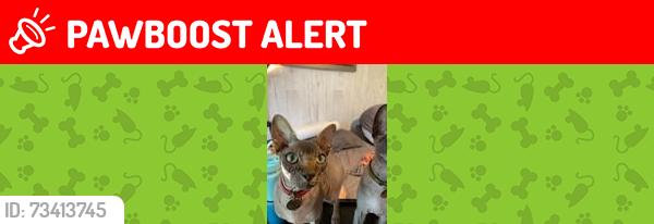 Lost Male Cat last seen Notre Dame Ouest, Parc Laviolette, Trois-Rivières, QC G9A 3B8