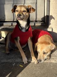 Lost Male Dog last seen By my hse, Fontana, CA 92335