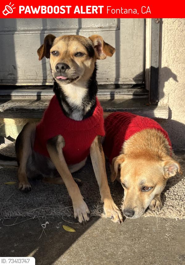 Lost Male Dog last seen By my hse, Fontana, CA 92335