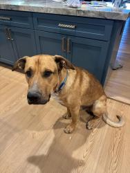 Lost Male Dog last seen Jolon Road, King City, CA, King City, CA 93930