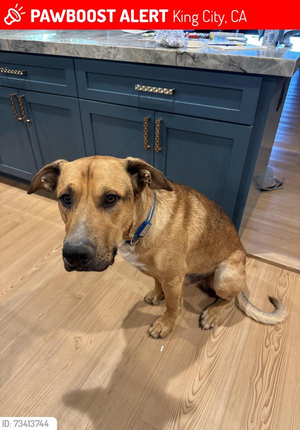 Lost Male Dog last seen Jolon Road, King City, CA, King City, CA 93930