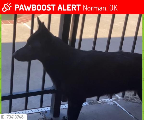 Lost Female Dog last seen West Robinson & 48th, Norman, OK 73072