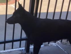 Lost Female Dog last seen West Robinson & 48th, Norman, OK 73072