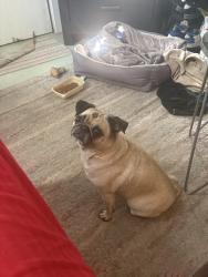 Lost Female Dog last seen Jefferson and 50th, Indio, CA 92203