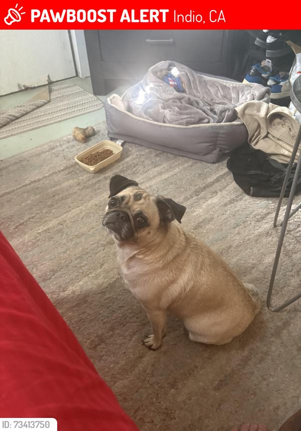 Lost Female Dog last seen Jefferson and 50th, Indio, CA 92203