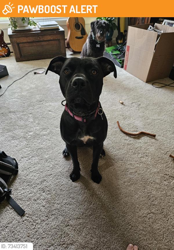 Found/Stray Female Dog last seen Island Point Drive, Sherrills Ford NC, Lake Norman of Catawba, NC 28673