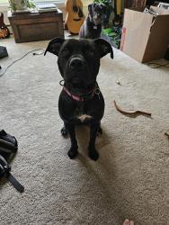 Found/Stray Female Dog last seen Island Point Drive, Sherrills Ford NC, Lake Norman of Catawba, NC 28673