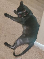 Reunited Female Cat last seen Legacy of athens, Gaines School road, Athens, GA 30605