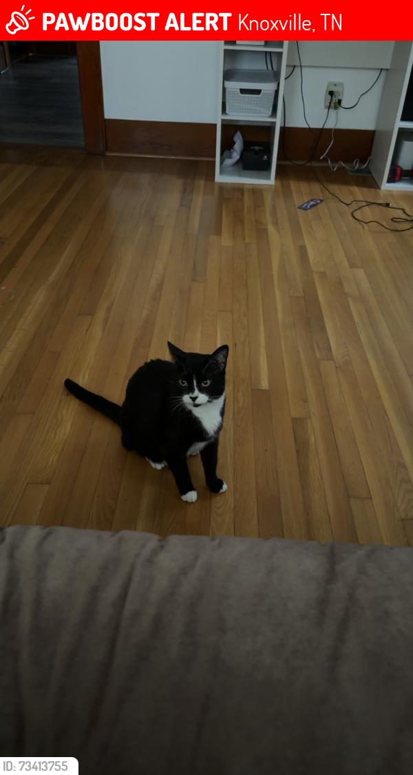Lost Male Cat last seen Lee market, Knoxville, TN 37924