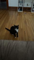 Lost Male Cat last seen Lee market, Knoxville, TN 37924