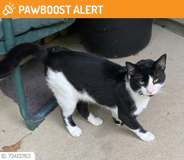 Found/Stray Male Cat last seen Certain road and Nevada drive, Sugar Creek Township, IN 47885