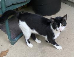 Found/Stray Male Cat last seen Certain road and Nevada drive, Sugar Creek Township, IN 47885