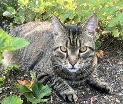 Lost Female Cat last seen corner of Orchard and Proctor Ave. South Burlington/Burlington line, South Burlington, VT 05401