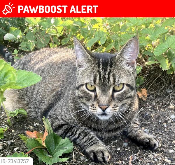 Lost Female Cat last seen corner of Orchard and Proctor Ave. South Burlington/Burlington line, South Burlington, VT 05401