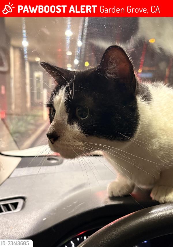 Lost Male Cat last seen Harbor Boulevard and Garden grove blvd., Garden Grove, CA 92840