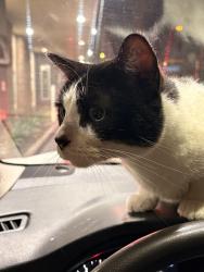 Lost Male Cat last seen Harbor Boulevard and Garden grove blvd., Garden Grove, CA 92840