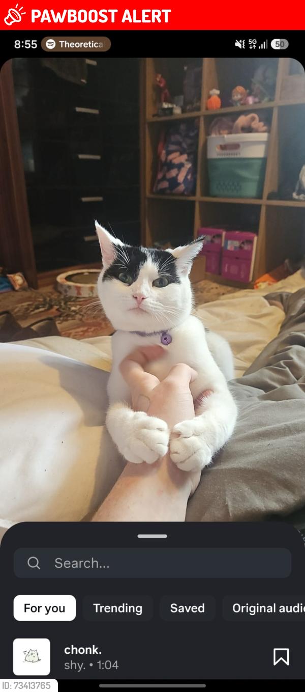 Lost Female Cat last seen gallagher retail park, morrisons, big box gym, dalton woods, Waterloo, England HD5 9XS