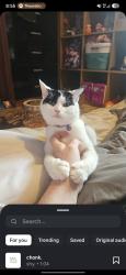 Lost Female Cat last seen gallagher retail park, morrisons, big box gym, dalton woods, Waterloo, England HD5 9XS