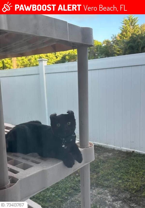 Lost Female Cat last seen 4th Street and 23rd Avenue, Vero Beach, FL 32960