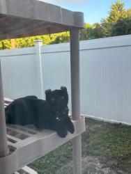 Lost Female Cat last seen 4th Street and 23rd Avenue, Vero Beach, FL 32960