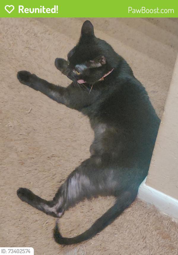 Reunited Female Cat last seen Legacy of athens, Gaines School road, Athens, GA 30605