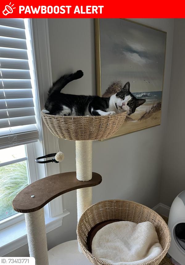 Lost Male Cat last seen Kimesville Rd, Alamance County, NC 27215