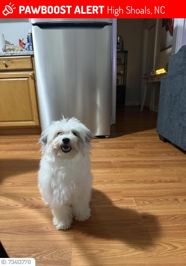 Lost Female Dog last seen High shoals, NC, High Shoals, NC 28077