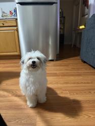 Lost Female Dog last seen High shoals, NC, High Shoals, NC 28077