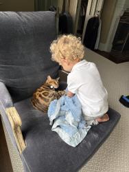 Lost Female Cat last seen SW Montgomery Dr and SW Carter Ln, Portland, OR 97201