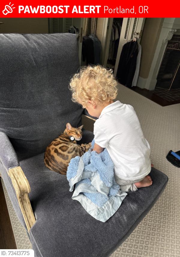 Lost Female Cat last seen SW Montgomery Dr and SW Carter Ln, Portland, OR 97201