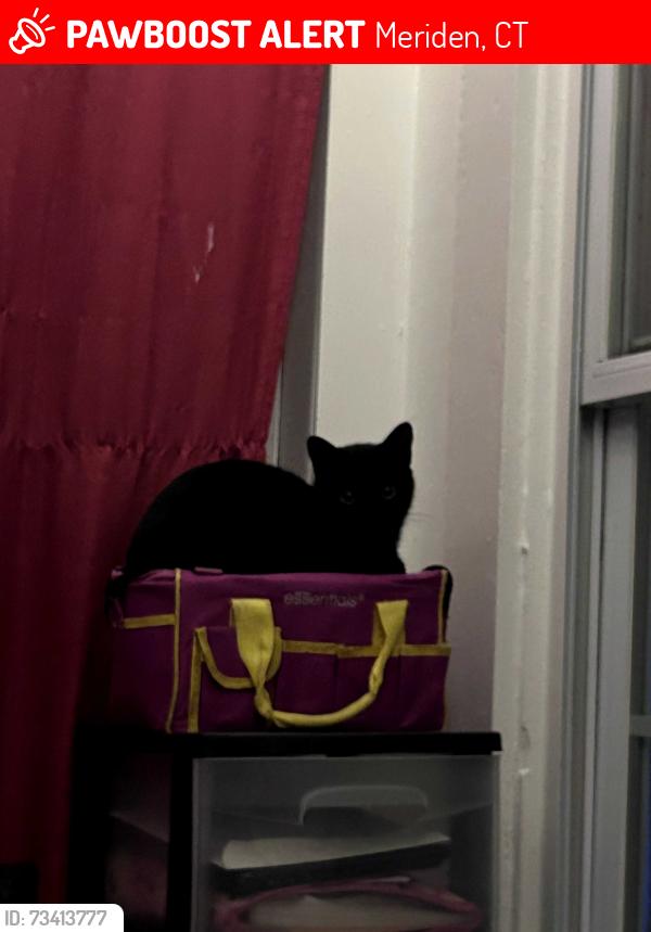 Lost Female Cat last seen Park st meriden ct 06450, Meriden, CT 06450