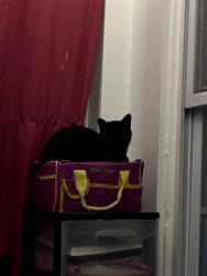 Lost Female Cat last seen Park st meriden ct 06450, Meriden, CT 06450