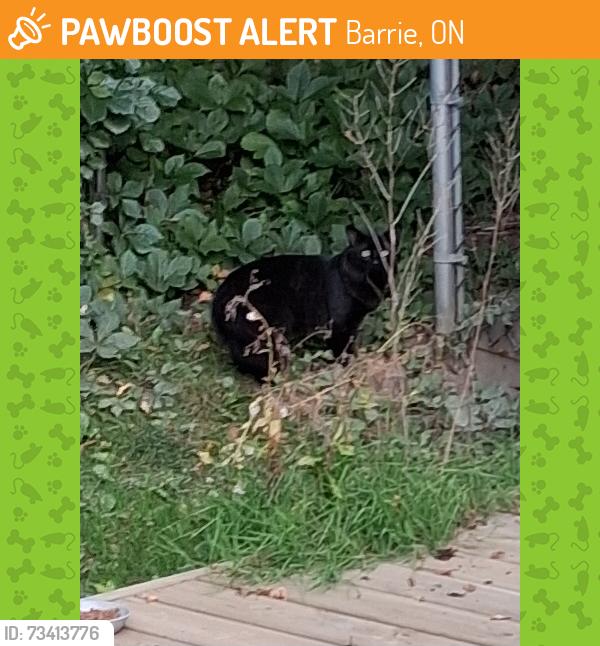 Found/Stray Male Cat last seen Johnson and Grove, Barrie, ON 