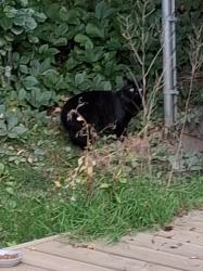 Found/Stray Male Cat last seen Johnson and Grove, Barrie, ON 
