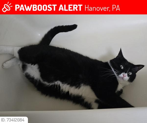 Lost Male Cat last seen Baltimore St Acroos from Youth for Christ, Hanover, PA 17331