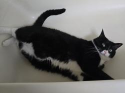 Lost Male Cat last seen Baltimore St Acroos from Youth for Christ, Hanover, PA 17331