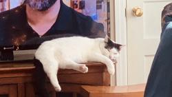 Lost Female Cat last seen John Sevier brown school maryville, Maryville, TN 37804