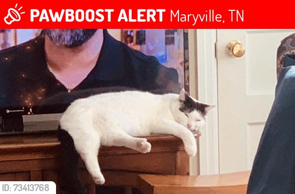 Lost Female Cat last seen John Sevier brown school maryville, Maryville, TN 37804