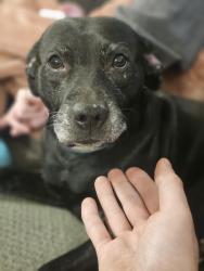 Reunited Female Dog last seen Devin rd, Grove City, OH 43123