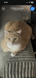 Reunited Male Cat last seen Hilltop apmt complex, Cincinnati, OH 45213