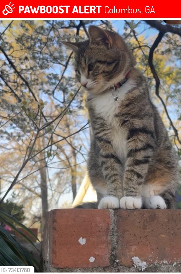 Lost Female Cat last seen Blandford Dr, Columbus, GA 31906