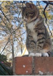 Lost Female Cat last seen Blandford Dr, Columbus, GA 31906