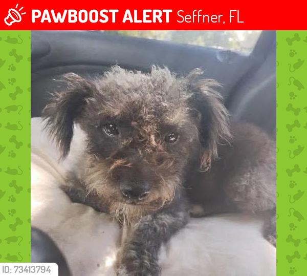 Lost Female Dog last seen peek street and mlk, Seffner, FL 33584