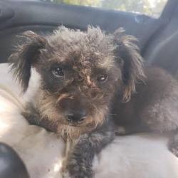 Lost Female Dog last seen peek street and mlk, Seffner, FL 33584