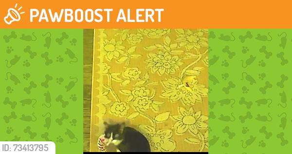 Found/Stray Unknown Cat last seen Beverly and State road, Upper Darby Township, PA 19082