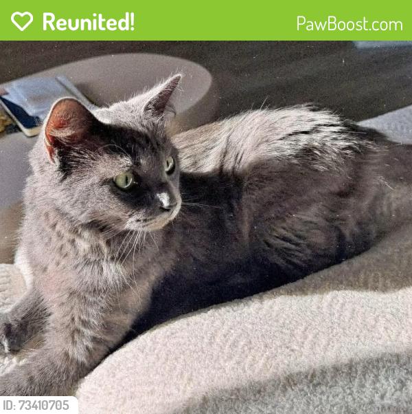 Reunited Female Cat last seen Texas roadhouse, Oak Creek, WI 53154